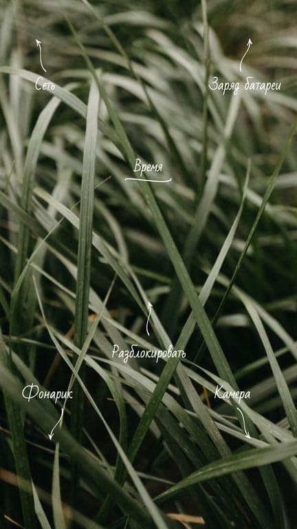 Тропические Обои Для Телефона Для Вдохновения
