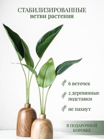 Белая И Зеленая Минималистичная Домашнее Растение Инфографика Для Маркетплейса